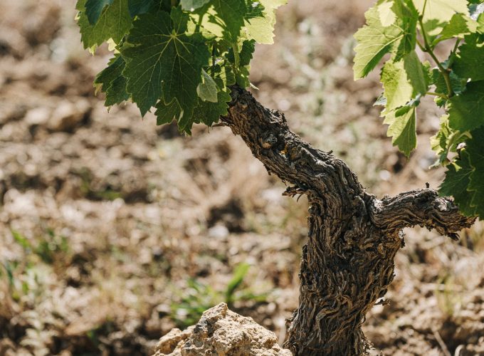 Terroir